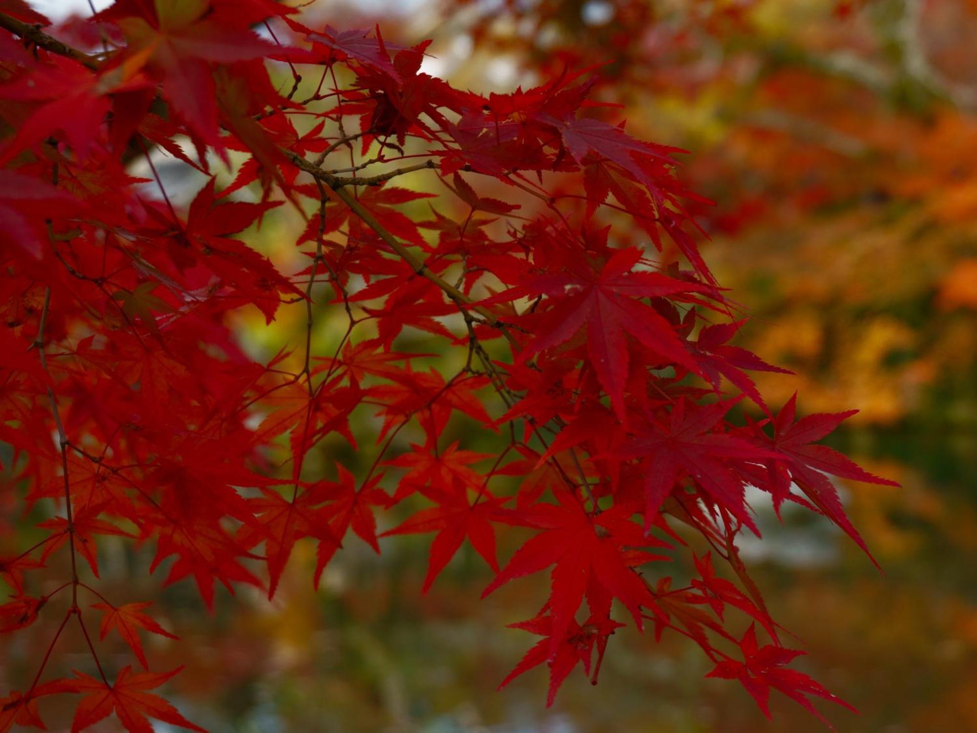 Iroha Stay Kyoto 麗 -Rei- — Photos 1
